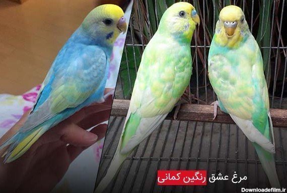  عکس مرغ عشق صورتی