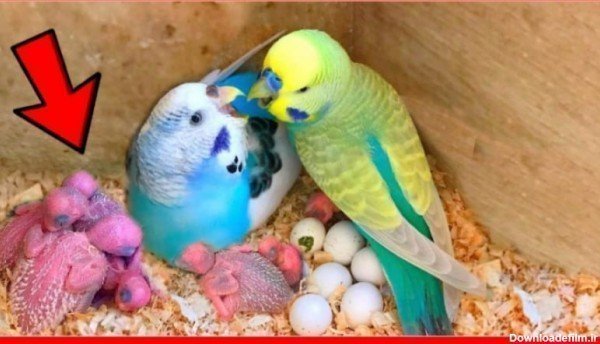  عکس مرغ عشق صورتی