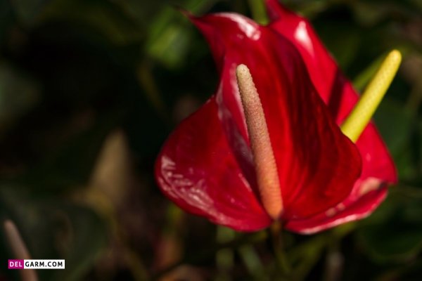  عکس های زیبا گل آنتوریوم