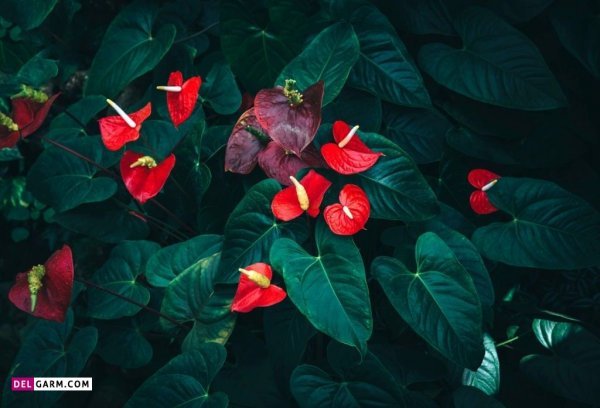 عکس انواع گل آنتوریوم