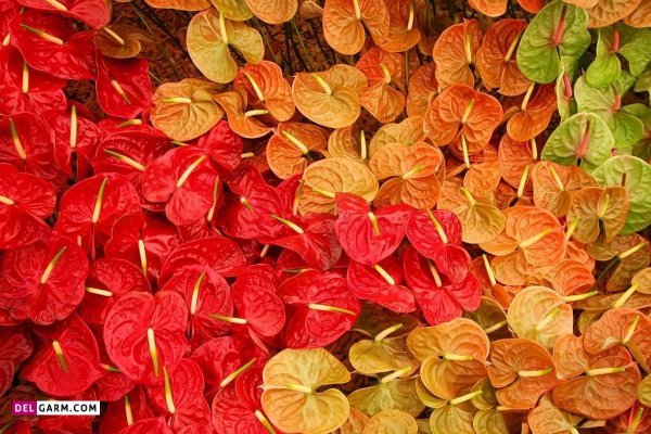 عمر گل آنتوریوم