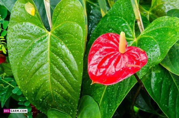 عمر گل آنتوریوم