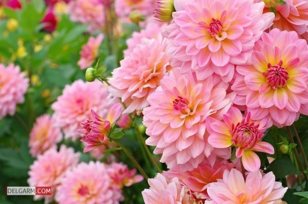  عکس گل کوکب قرمز