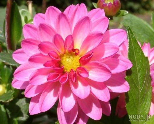 عکس گل کوکب هلندی