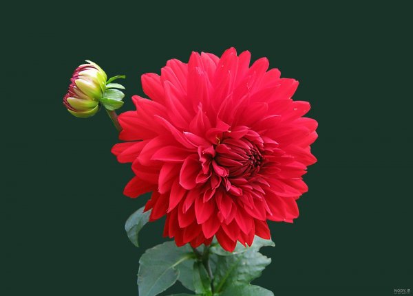  عکس گل کوکب هلندی