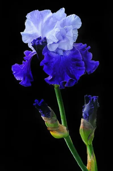 عکس گل زنبق برای استوری