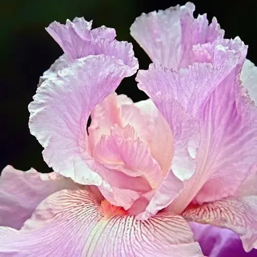  عکس گل زنبق برای استوری