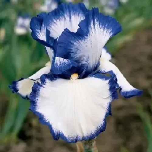  عکس گل زنبق برای استوری