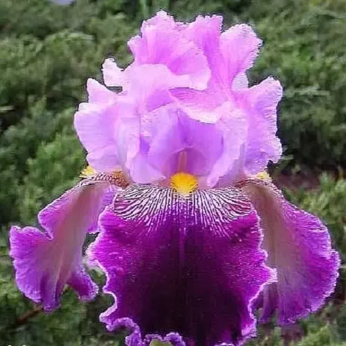  عکس گل زنبق برای استوری