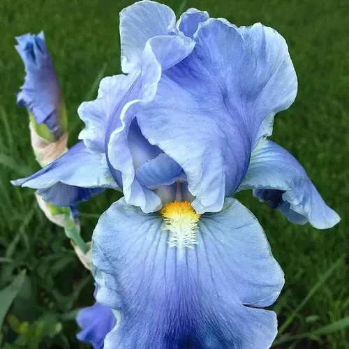  عکس گل زنبق برای استوری