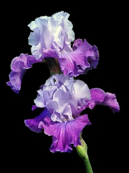  عکس گل زنبق برای استوری