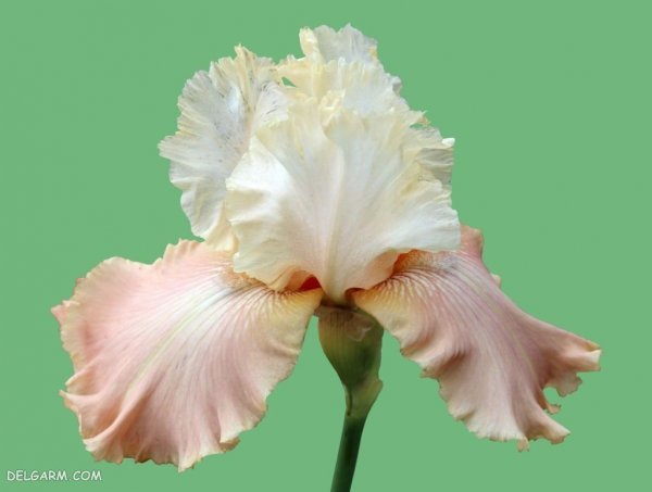 عکس گل زنبق وحشی
