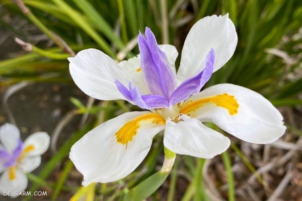عکس گل زنبق وحشی