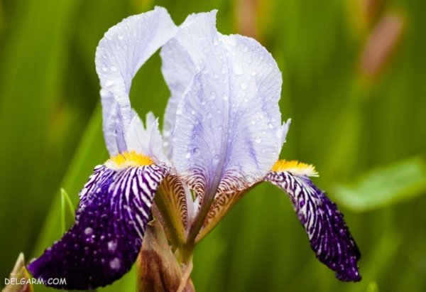 عکس گل زنبق وحشی