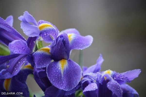 عکس گل زنبق وحشی