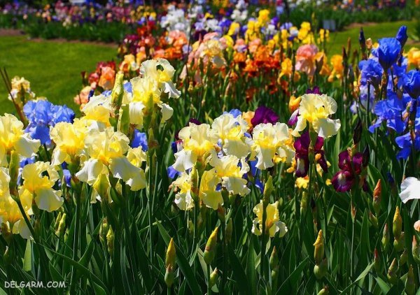 عکس گل زنبق وحشی
