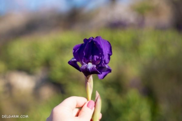 عکس گل زنبق وحشی