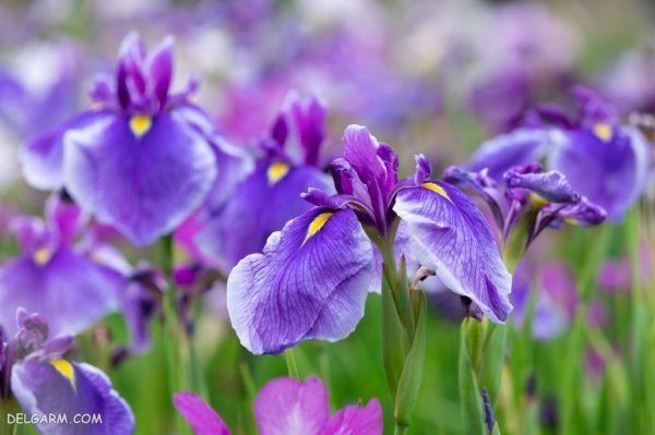 عکس گل زنبق وحشی