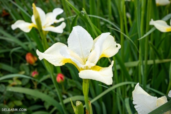 عکس گل زنبق سفید