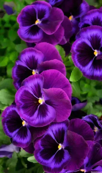  عکس های گل بنفشه زیبا برای پروفایل