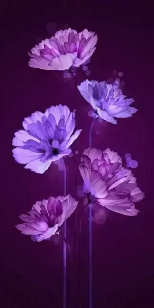  عکس های گل بنفشه زیبا برای پروفایل