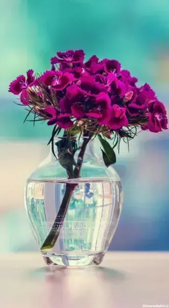  عکس های گل بنفشه زیبا برای پروفایل