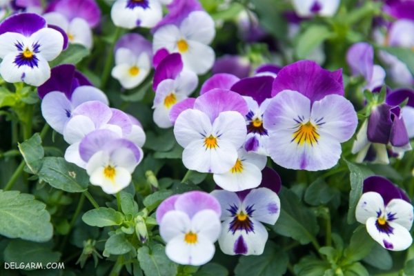  عکس گل بنفشه برای پروفایل واتساپ
