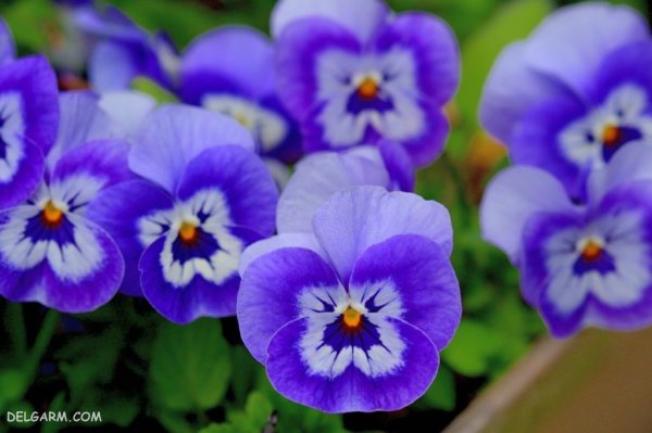  عکس گل بنفشه برای پروفایل واتساپ