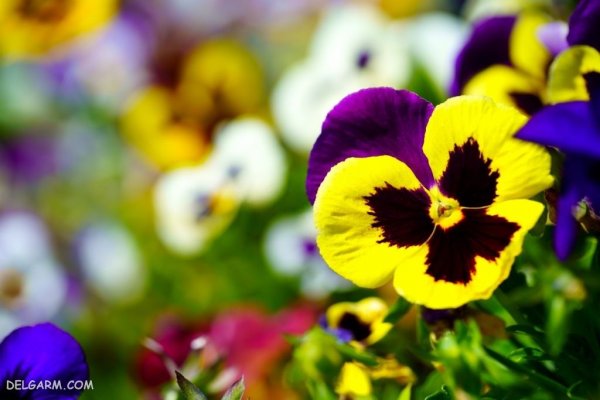  عکس گل بنفشه برای پروفایل واتساپ