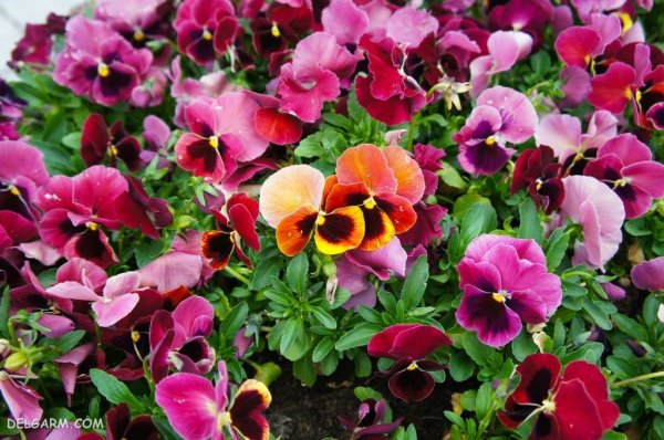  عکس گل بنفشه برای پروفایل واتساپ