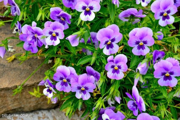  عکس گل بنفشه برای پروفایل واتساپ