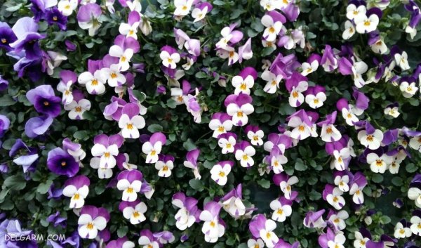  عکس گل بنفشه برای پروفایل واتساپ
