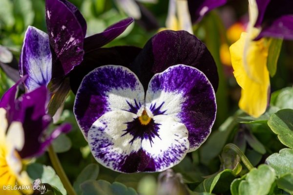  عکس گل بنفشه برای پروفایل واتساپ