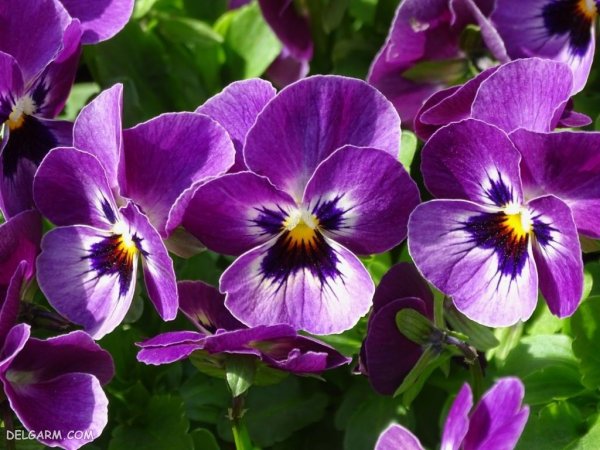  عکس گل بنفشه برای پروفایل واتساپ