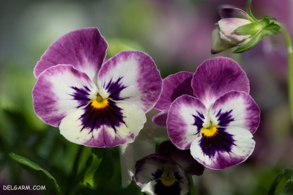  عکس گل بنفشه برای پروفایل واتساپ