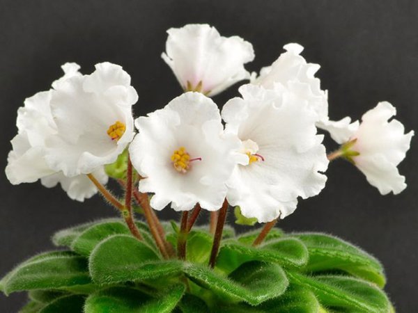 عکس گل بنفشه آفریقایی