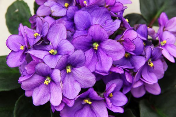  عکس گل بنفشه آفریقایی