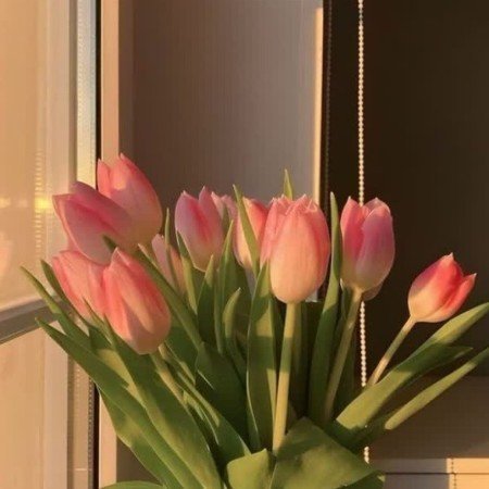  عکس گل آلاله برای پروفایل
