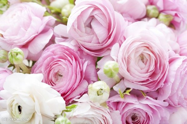 عکس انواع گل آلاله برای استوری