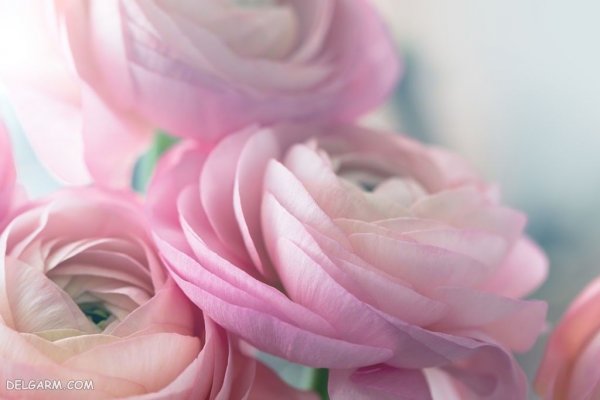  عکس انواع گل آلاله برای استوری