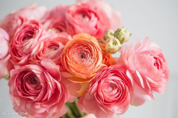  عکس انواع گل آلاله برای استوری