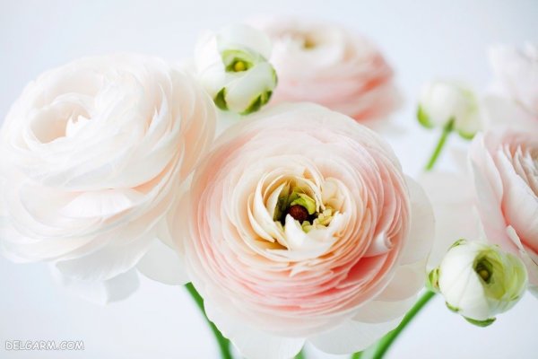  عکس انواع گل آلاله برای استوری