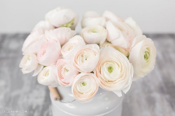  عکس انواع گل آلاله برای استوری