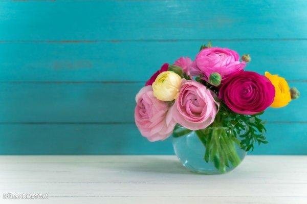  عکس انواع گل آلاله برای استوری