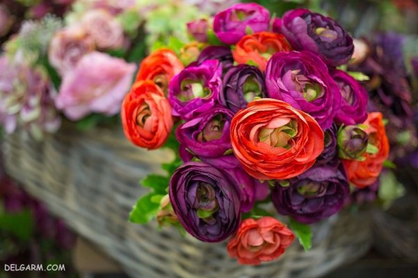  عکس انواع گل آلاله برای استوری