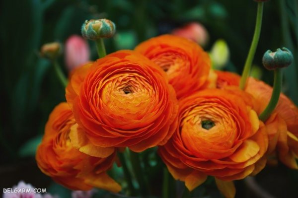  عکس انواع گل آلاله برای استوری