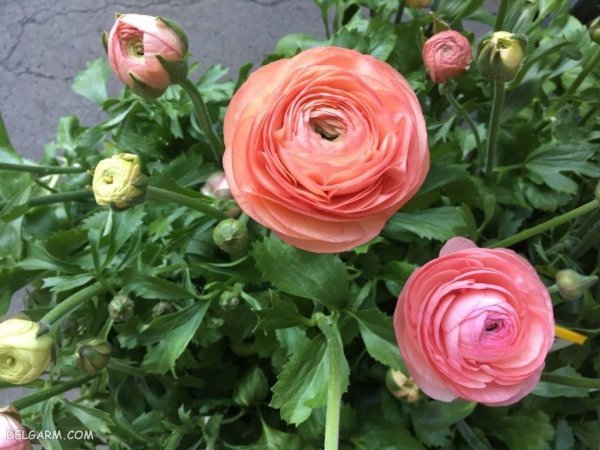  عکس انواع گل آلاله برای استوری