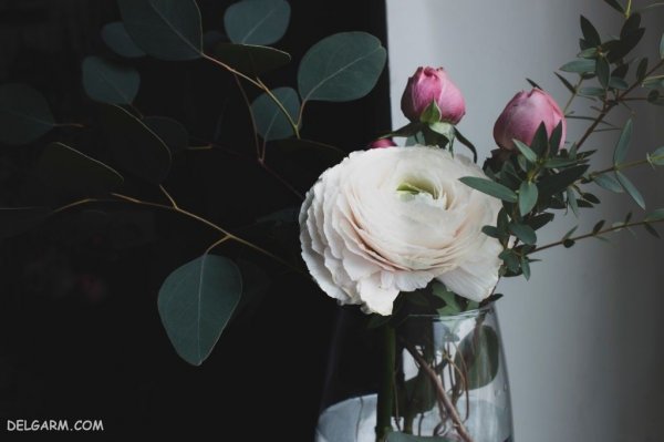  عکس انواع گل آلاله برای استوری