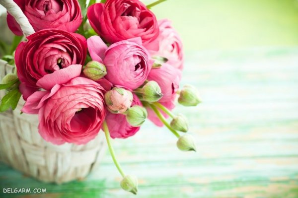  عکس انواع گل آلاله برای استوری