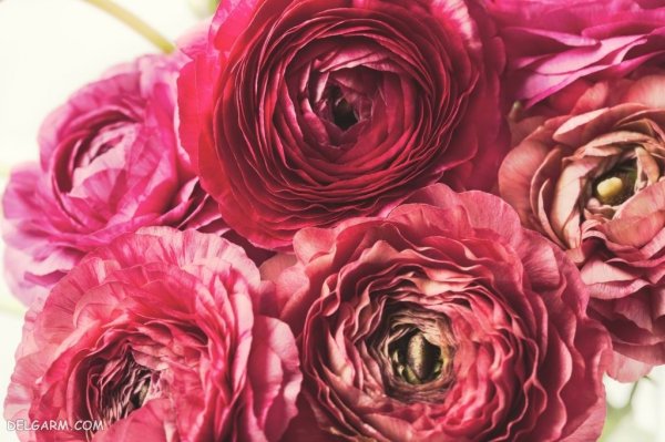  عکس انواع گل آلاله برای استوری